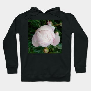 peony Hoodie